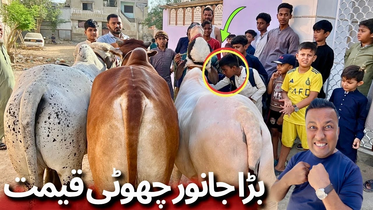 Qurbani 2025 Ky Saste Janwar | Free Delivery Offers | Karachi Cattle New Rates Update 😱