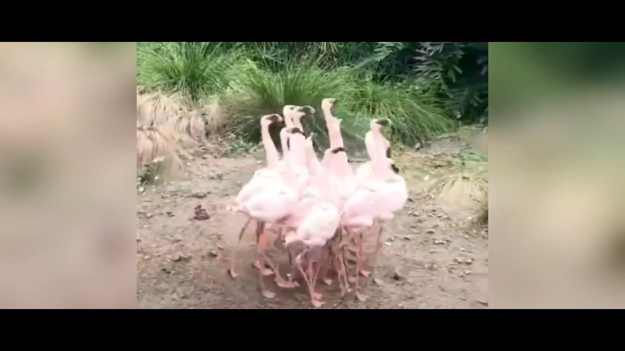 big Instagram post  | animals post | cute moment😂😂