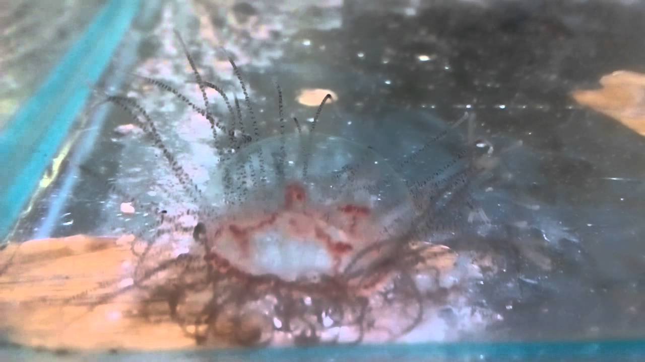 olindias phosphorica