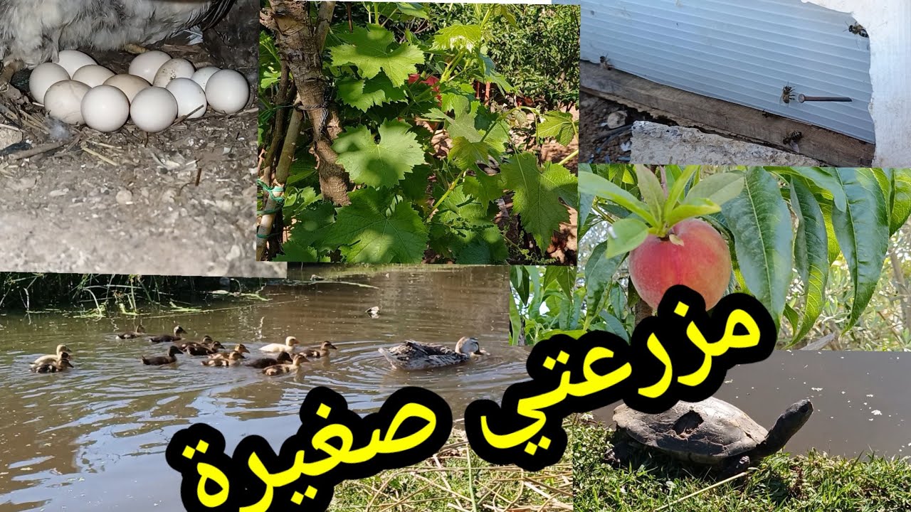 جولة في مزرعتي صغيرة البط مشروع مربح 🐔🌳🐓🦆 حلقة 5