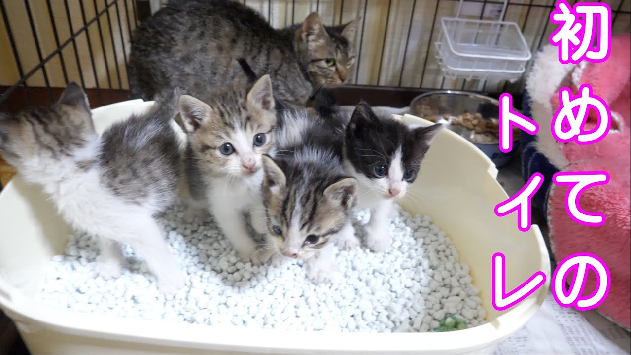 【子猫】初めてトイレに４匹同時に乗せたら寝てしまった子猫がこちら
