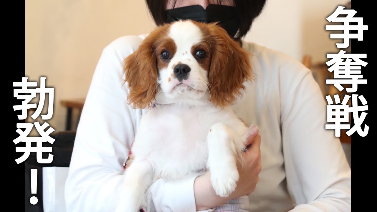 キャバ嬢&兄弟子犬集合！初めて絶品オムライスを食べさせた結果ww