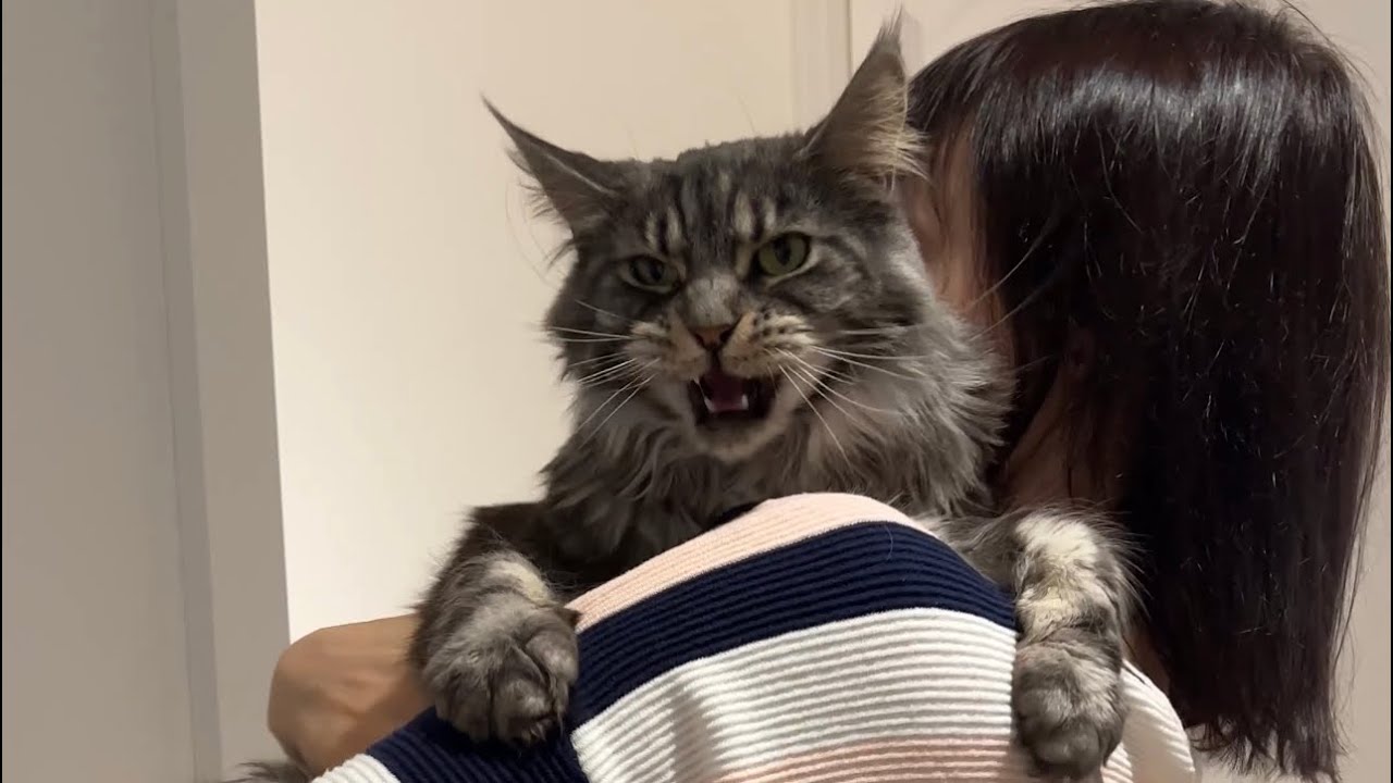 🔊 50 Shades of Grey Maine Coon Meows 😼 Moody Girl Maxie 🖤
