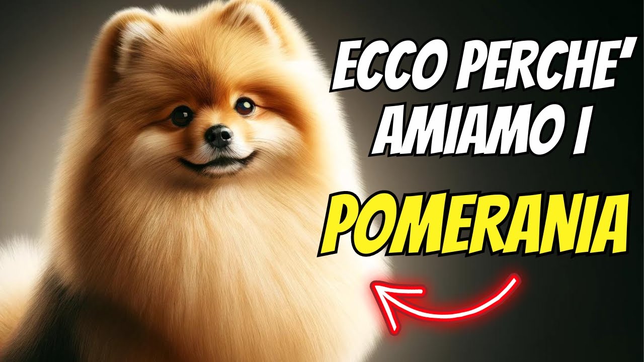 Volpino di Pomerania: il cane perfetto per te? Scopri carattere, cura e curiosità