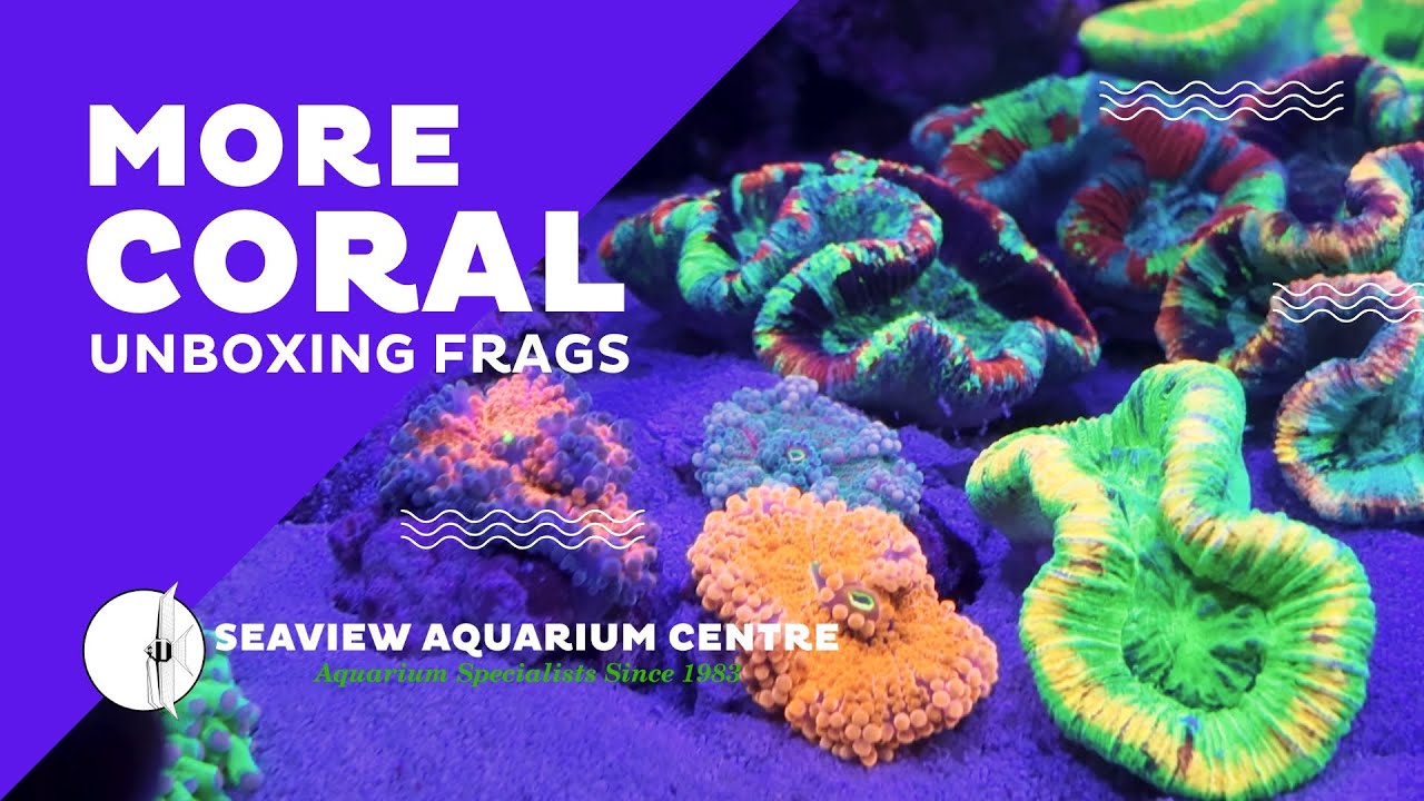 11 NEW BOXES OF CORAL | Seaview Aquarium Centre