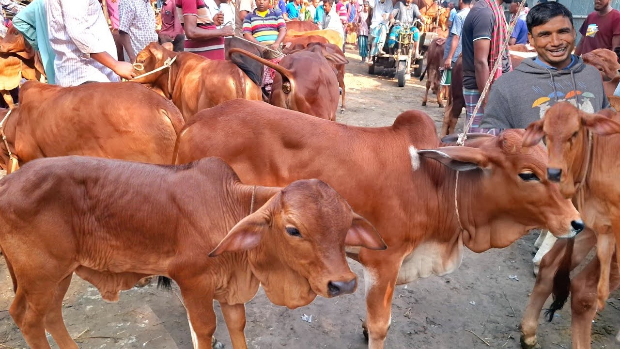 আজ ৬/২/২৬ | প্রচুর চাহিদা সম্পন্ন শাহিওয়াল ষাঁড় বাছুরের দাম জানুন | আমবাড়ী হাট 