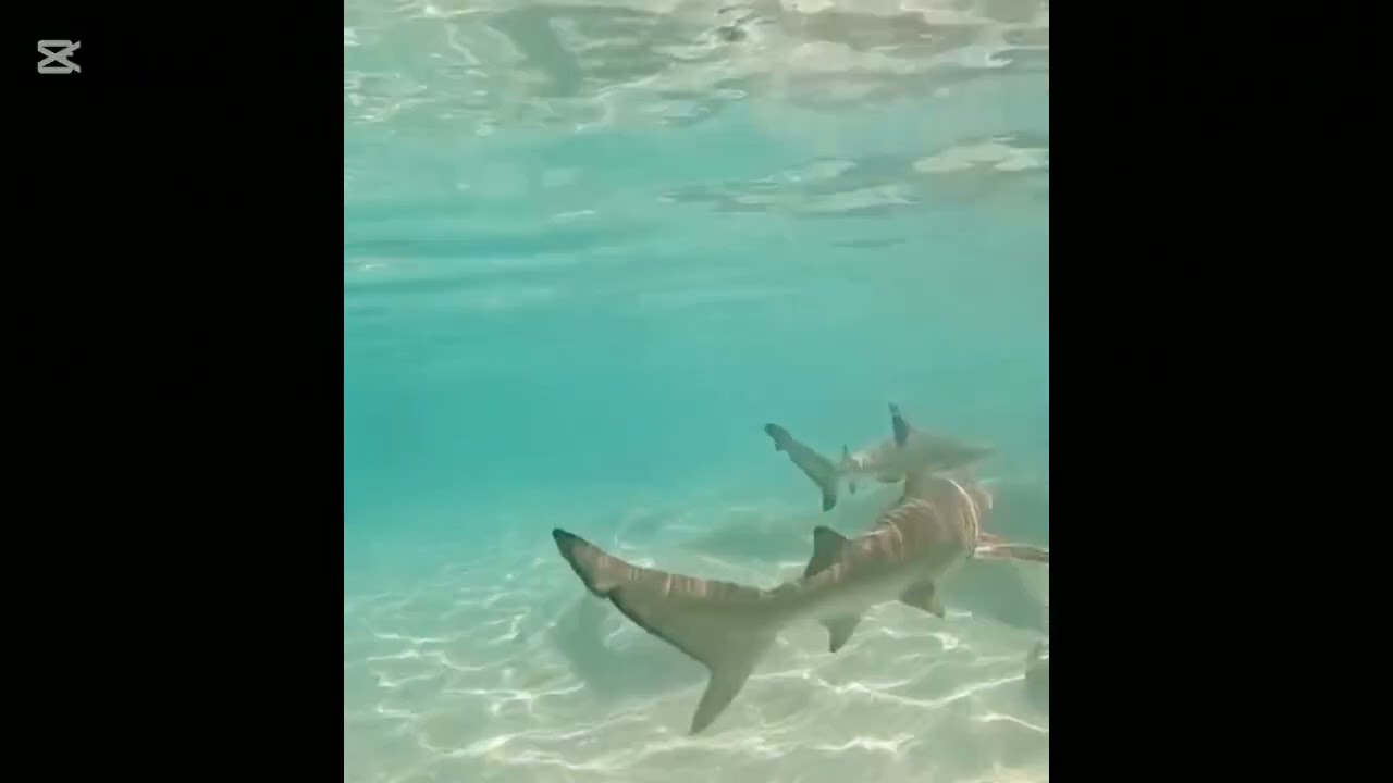 Beautiful Reef Shark Seminyak Bali Indonesia 🇮🇩 #shark #indonesia #bali
