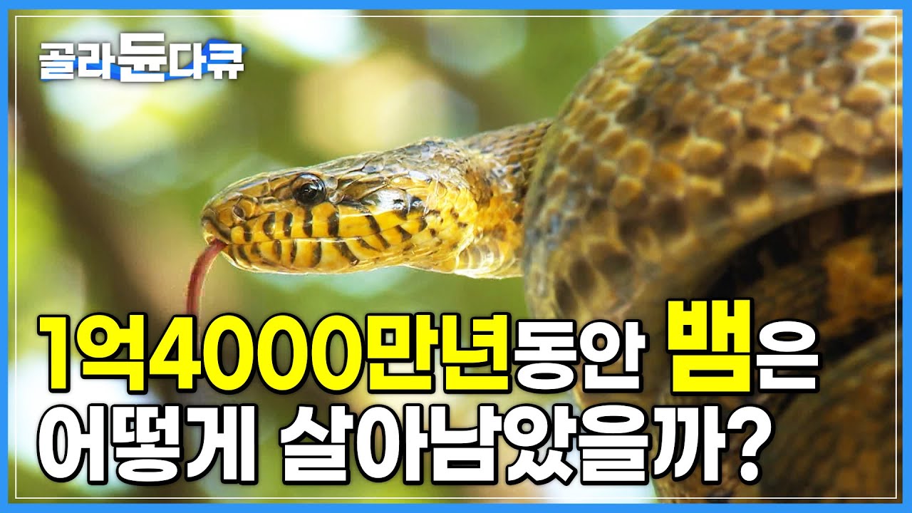 팔다리 없는 뱀이 어떻게 지금까지 생존했을까? | 뱀이 공포의 대상으로 자리 잡을 수 있었던 이유 | 다큐프라임 | #골라듄다큐