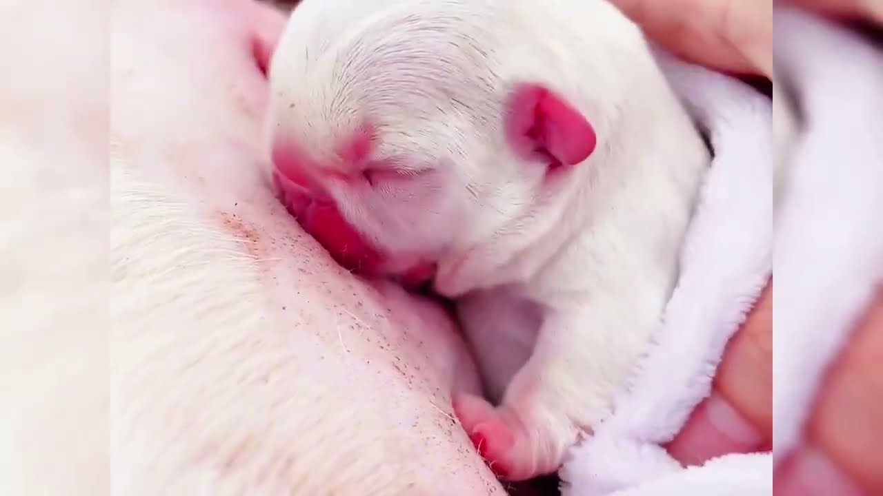 Puppies' Life: Helping Newborn Puppies Nurse from Their Mom #helping #puppy #nursing
