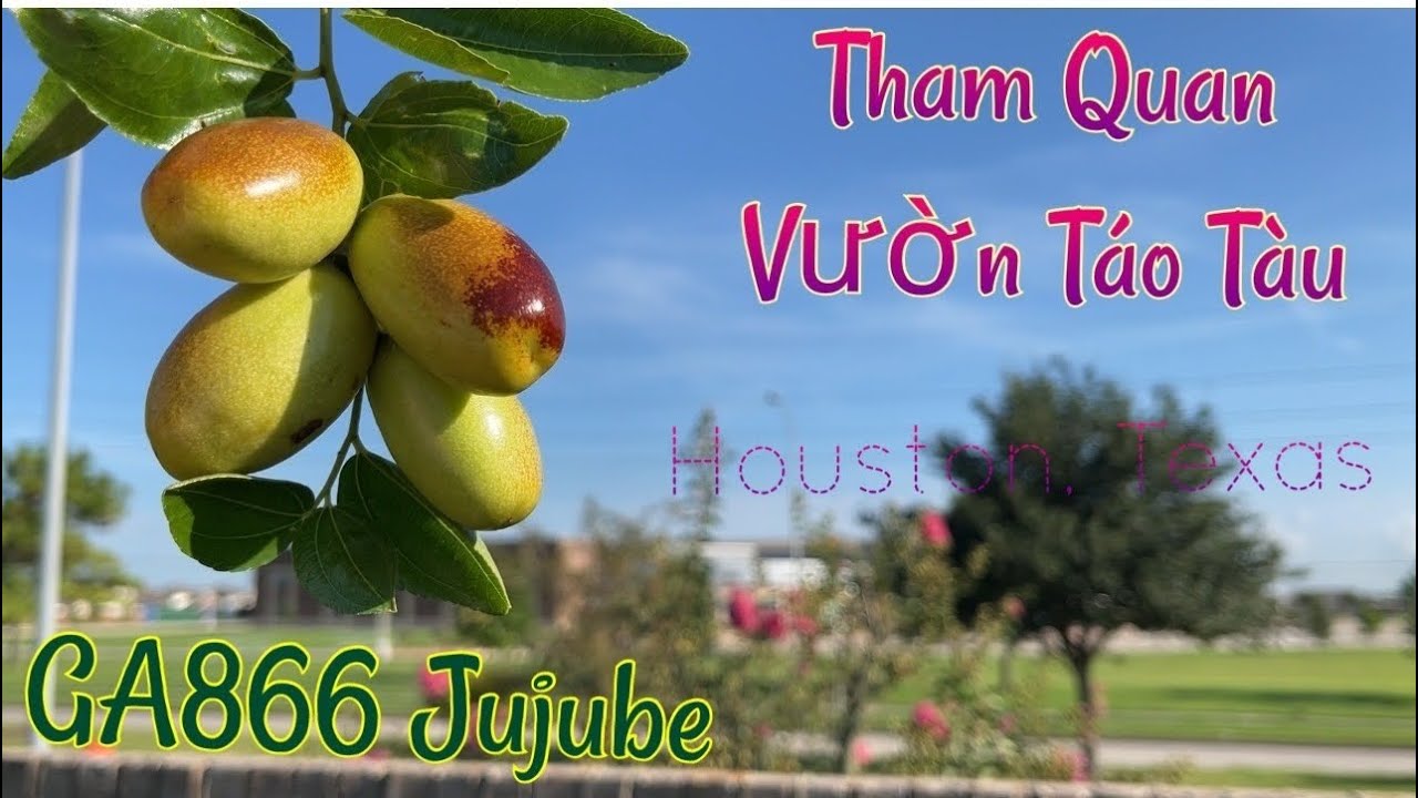 Tham Quan Vườn Táo Tàu 4 Loại của Bé Hai. Hái GA866 Jujube Ăn. Sapoche có Trái Rồi. Houston, Texas.
