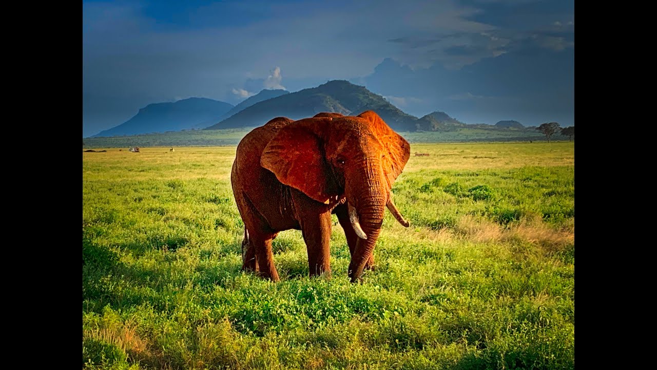 Safari Tsavo East & Tsavo West Nationalpark Kenya - Sentrim Tsavo Camp - Severin Safari Camp