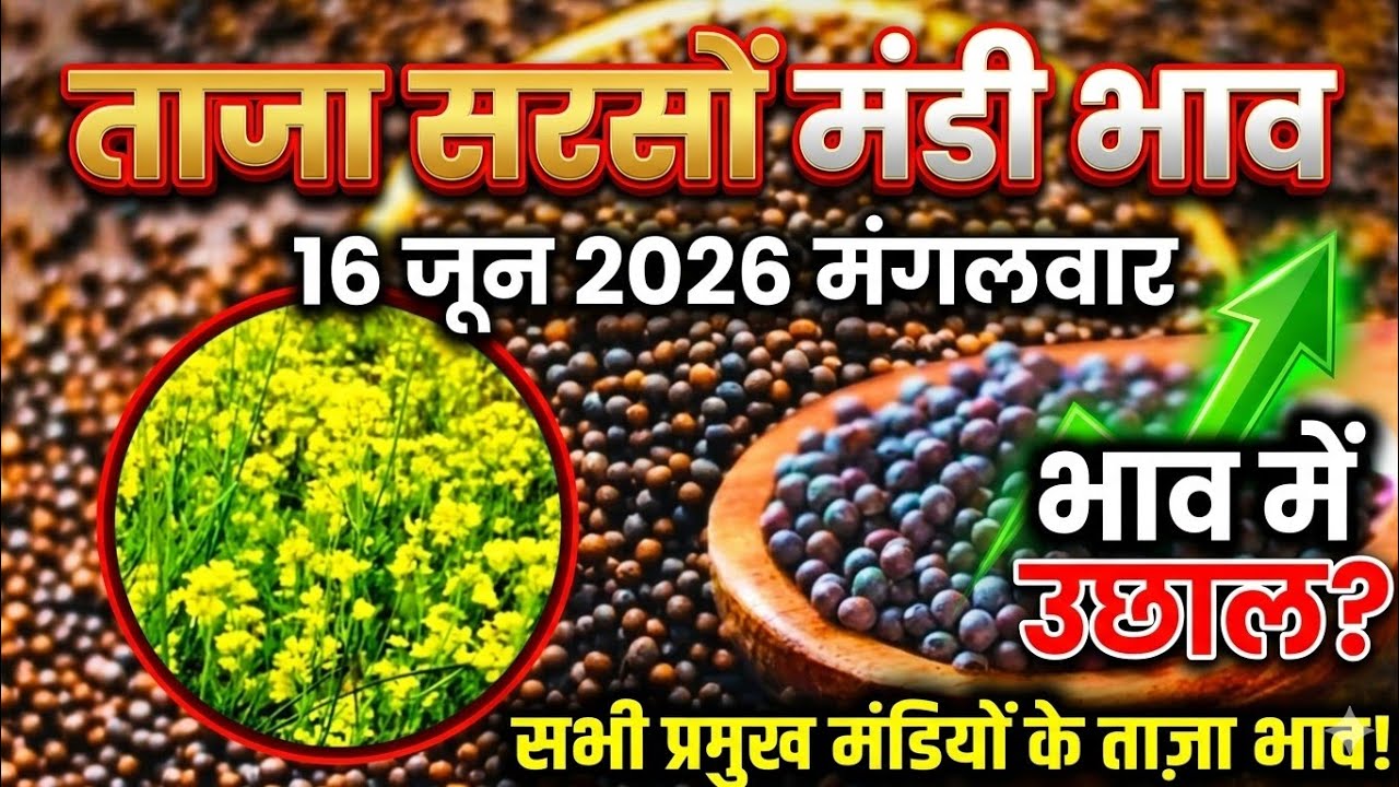 16 जून 2026 सरसों मंडी ताजा भाव जानिए।#sarso #sarso_mandi_bhav_today #bharatpur 