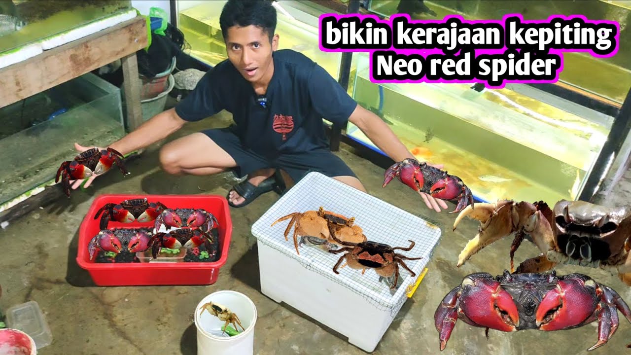 BIKIN KERAJAAN KEPITING CAPIT MERAH