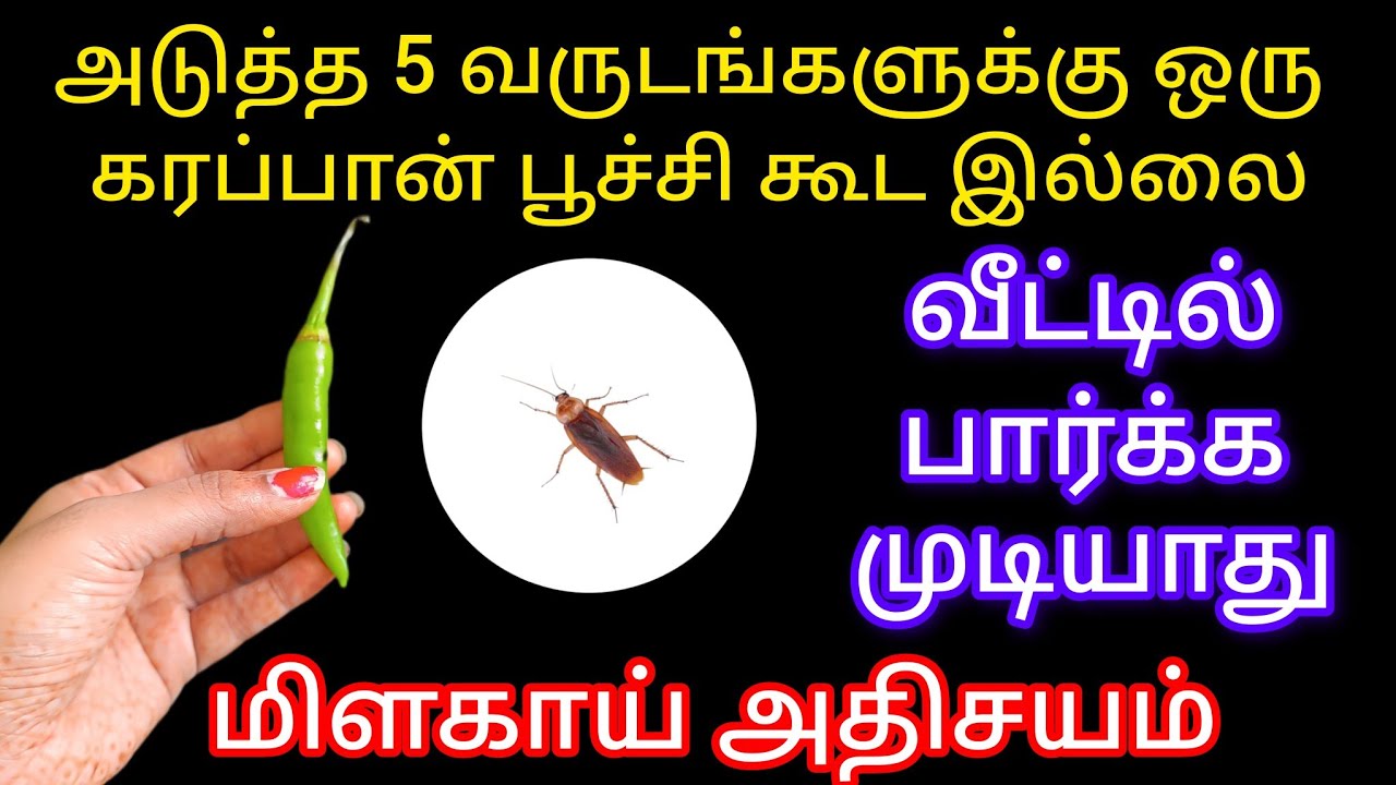 அடுத்த 5 வருடங்களுக்கு ஒரு கரப்பான் பூச்சி கூட இல்லை/kitchentips/cockroachkills@keerthisaratips5728