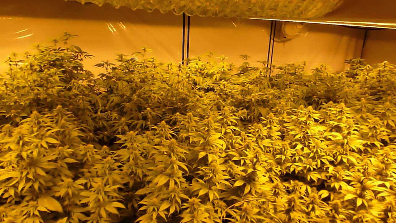 Deadhead OG Cotton Candy day 21 8000 Watts