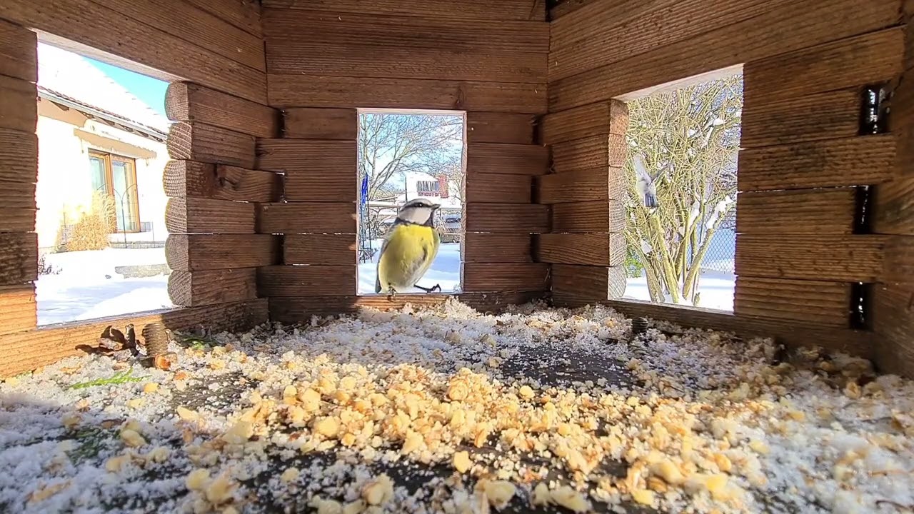 Im Vogelhaus geht die Luzi ab! - Mit besonderem Gast am Ende.