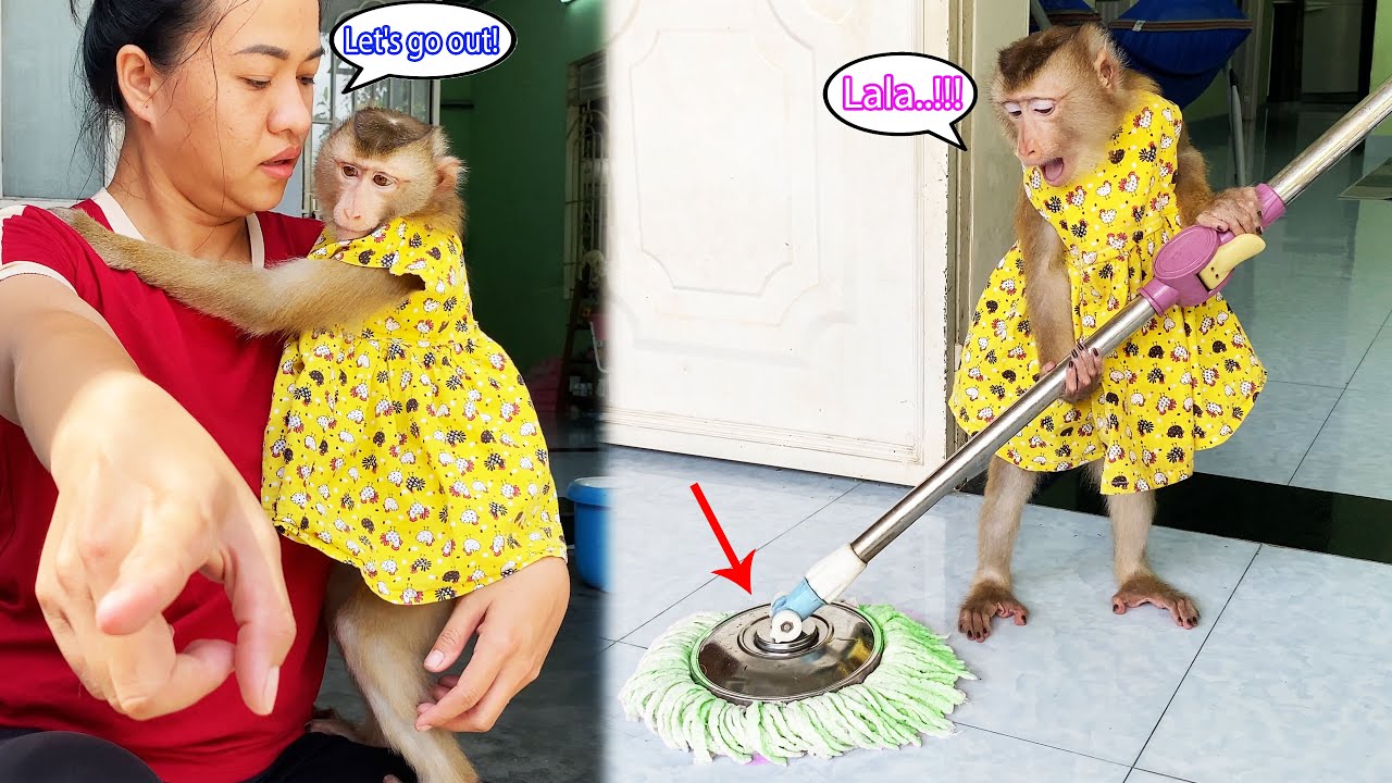 Monkey Lyly becomes her mother's cleaning assistant and doesn't want to go out.