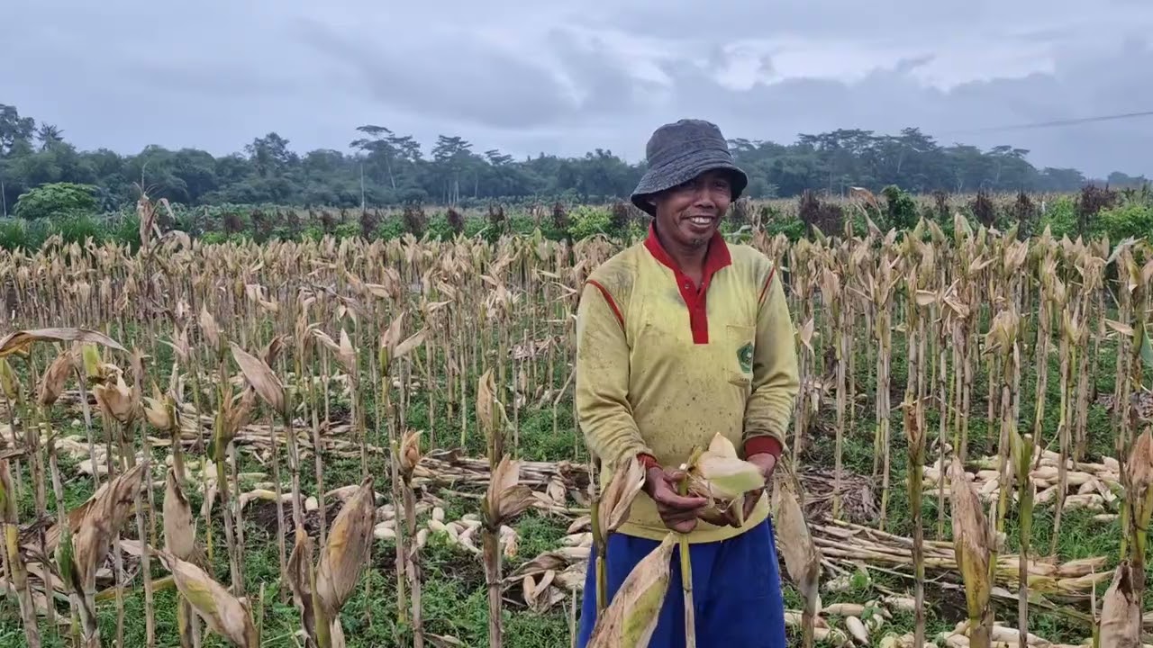 Traditional sweet corn harvesting techniques -Agriculture farming 