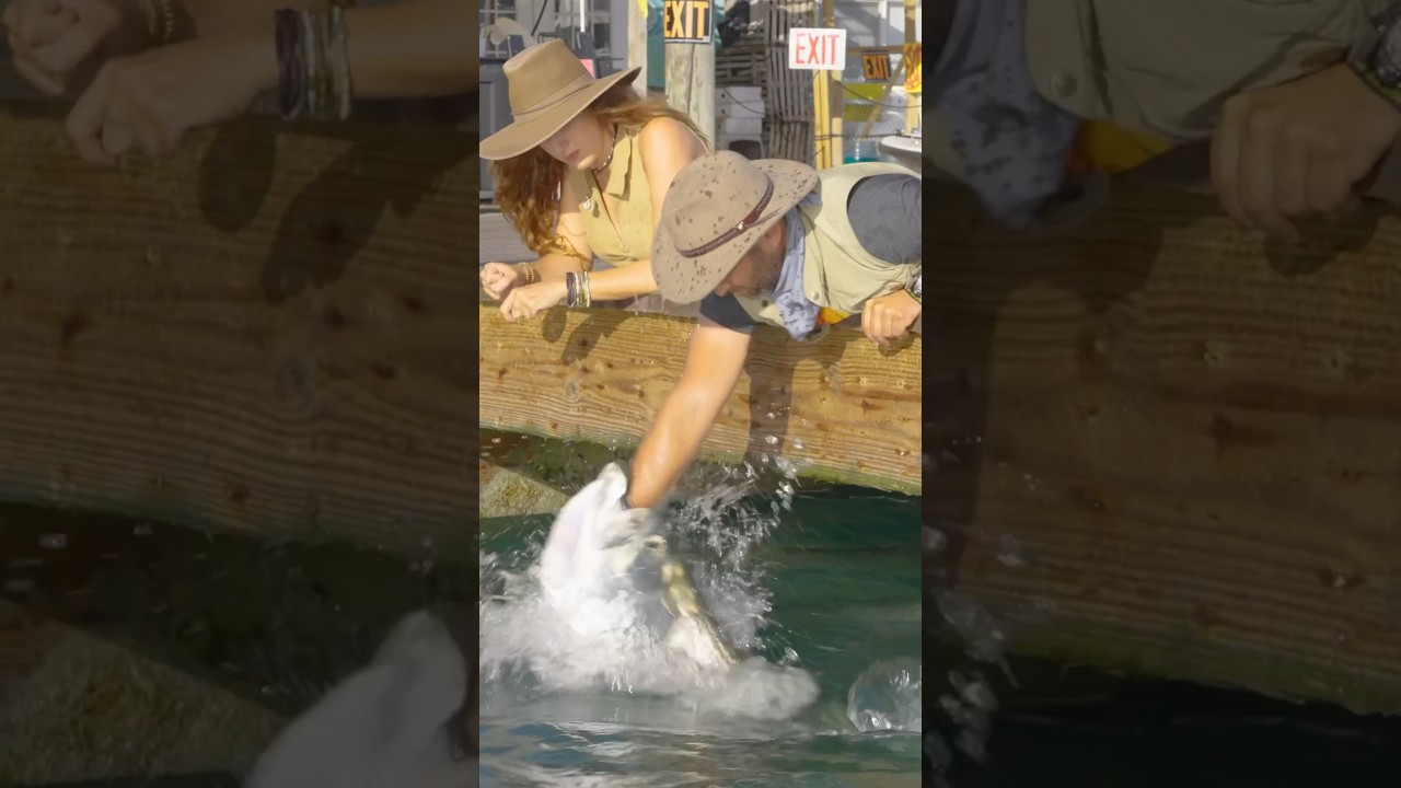 Giant Tarpon Bites Me!