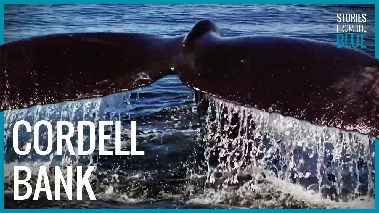 Cordell Bank National Marine Sanctuary