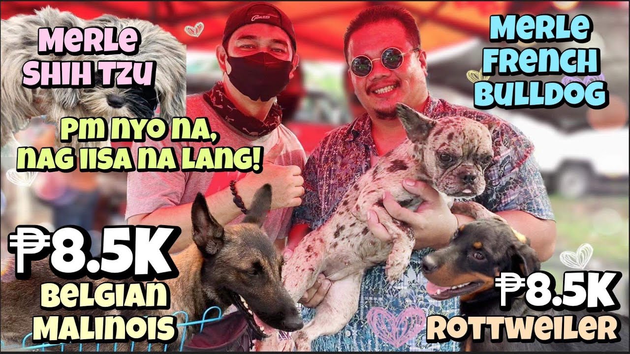 Bocaue Pet Market Part 2 | May 26, 2023 | Bocaue, Bulacan