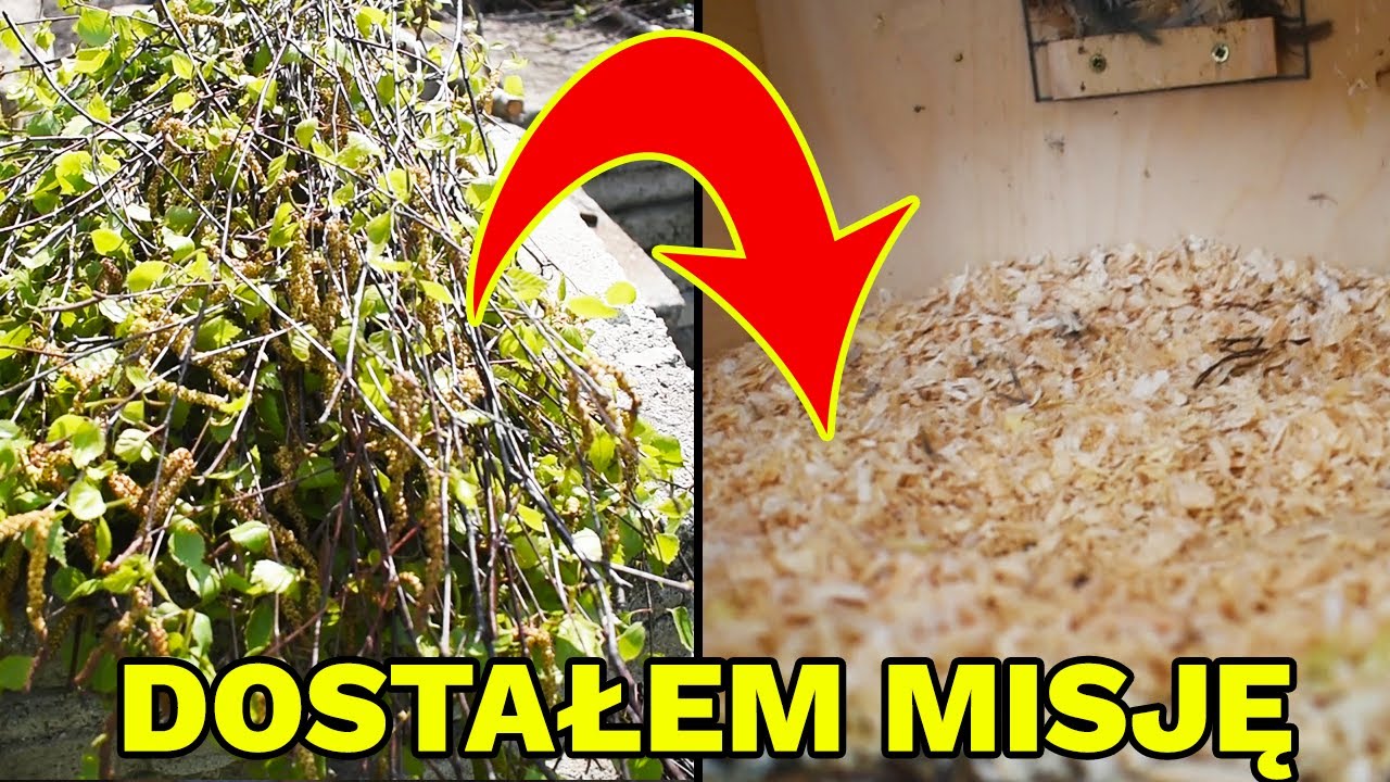 MNICHY DOSTAŁY GAŁĄZKI! | WIELKIE SPRZĄTANIE DUŻEJ KLATKI