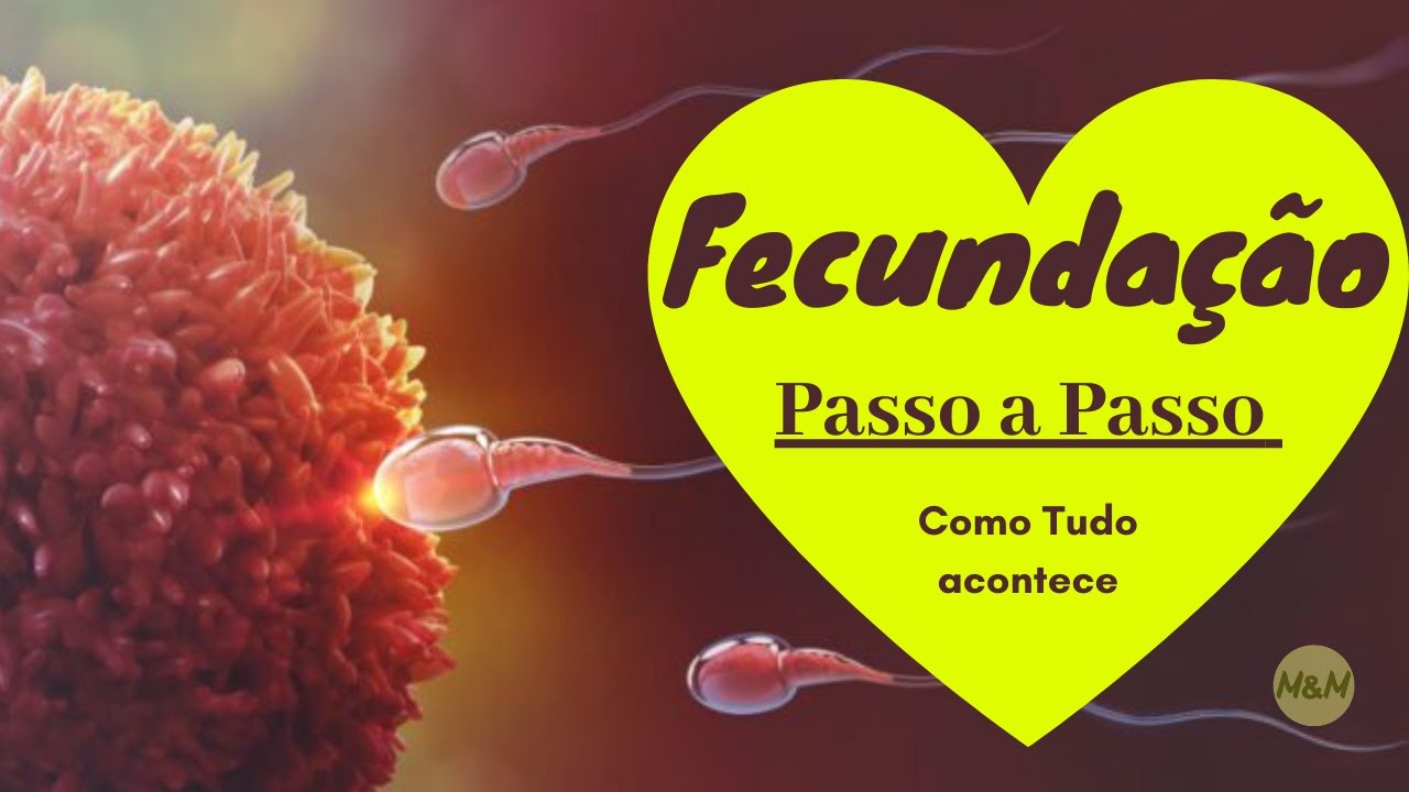 Fecunda&ccedil;&atilde;o Humana Passo a Passo | Como tudo acontece | M&atilde;es e Mulheres