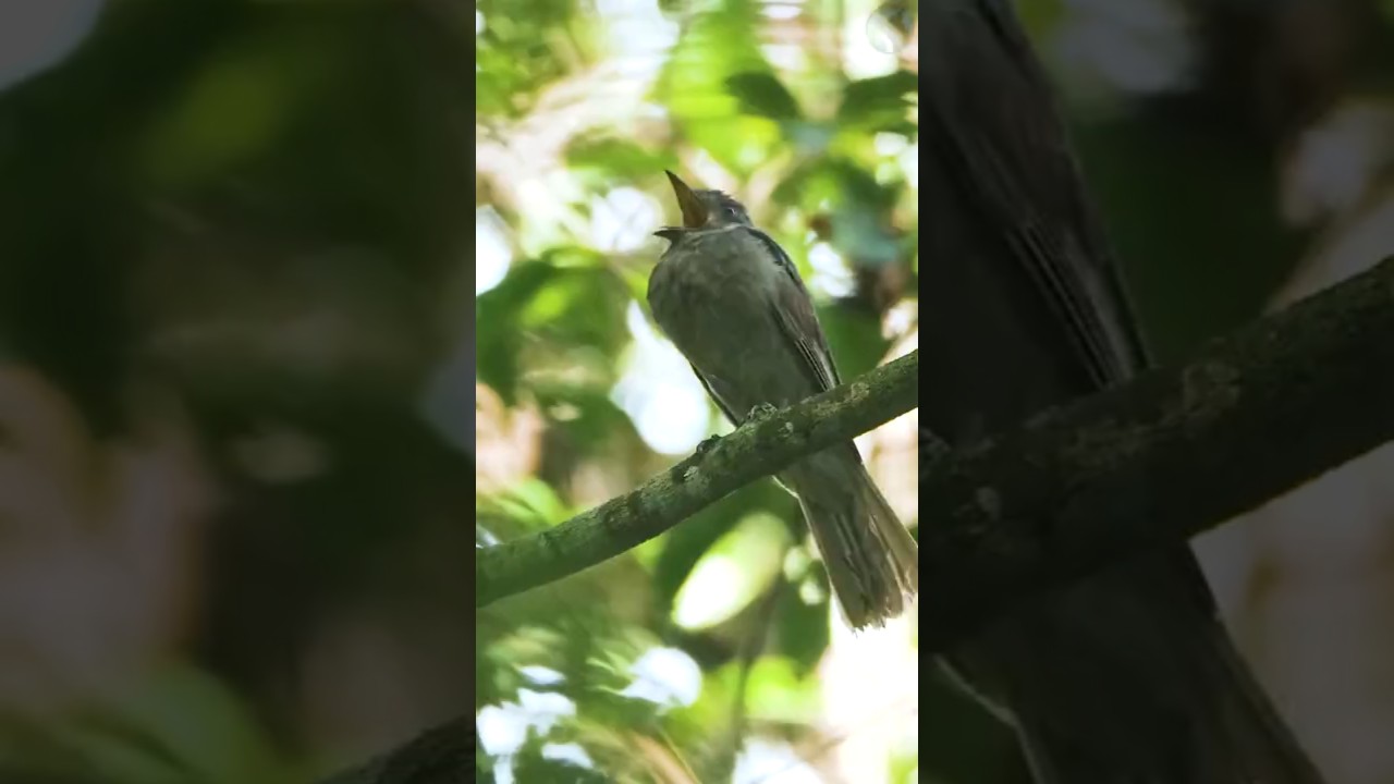 O som da Amaz&ocirc;nia, cricri&oacute;!