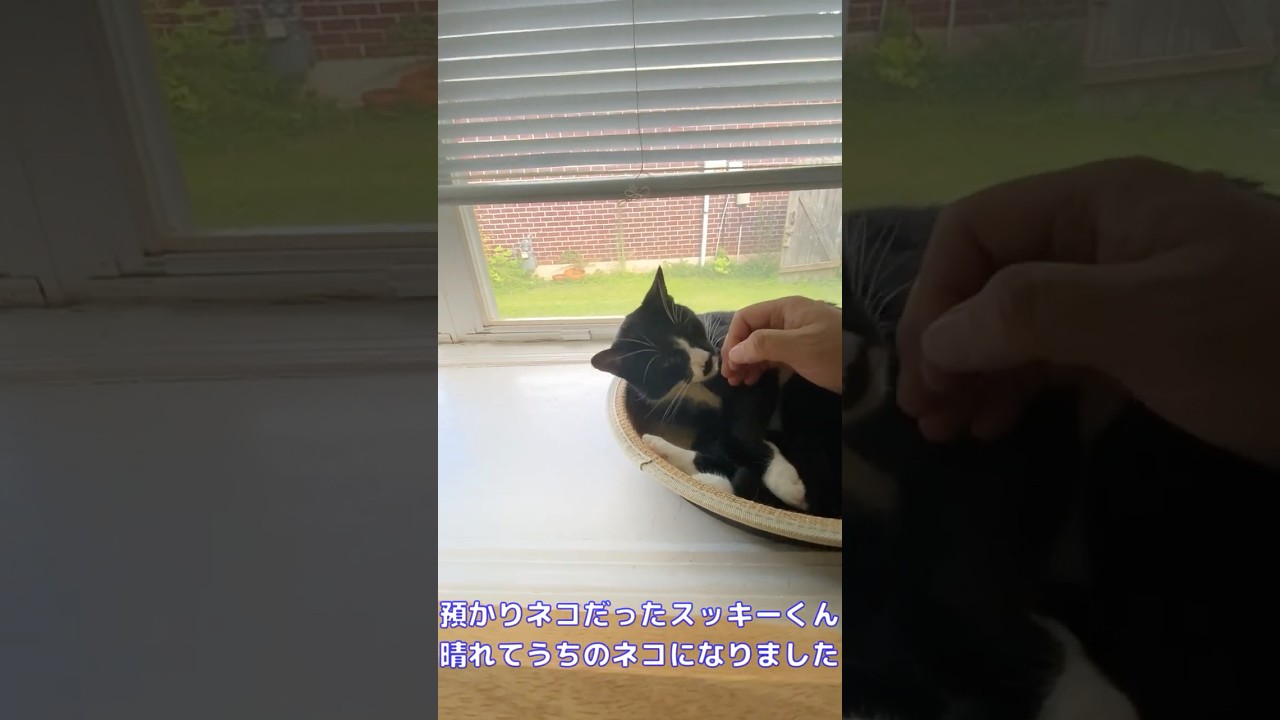 【ネコ】うちの子になったスッキーくんの日常！甘えん坊になりました！！#shorts #cat