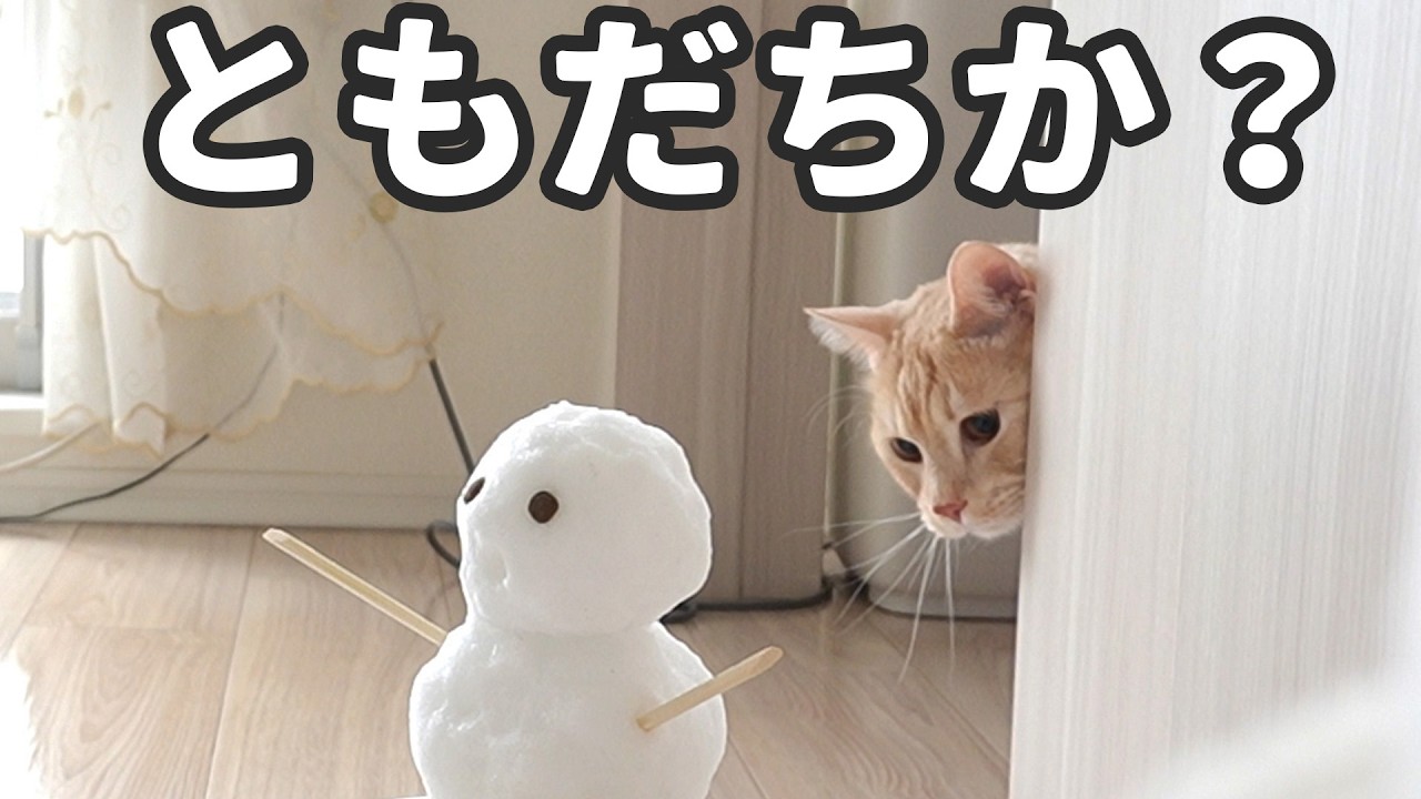 隠し撮りしたら猛アピールしてた😽