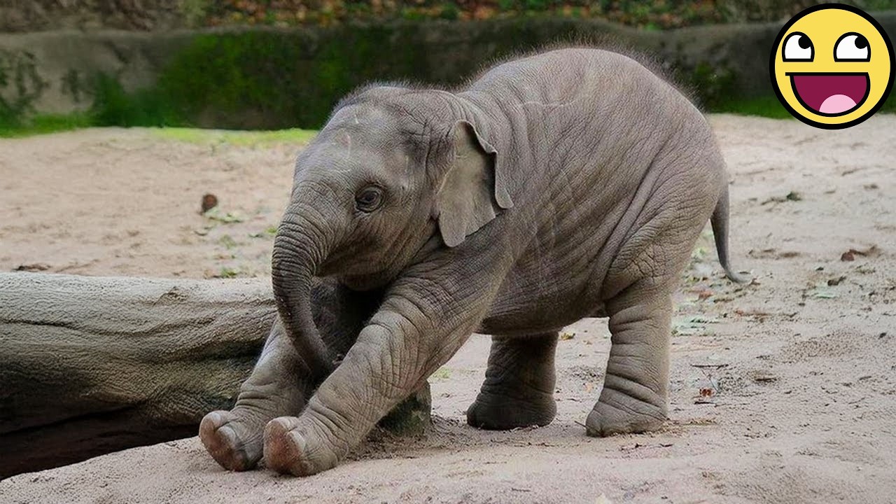 Best Funny Animal Moments That Made 2026 😂🐶🐱 Funniest Dogs & Cats