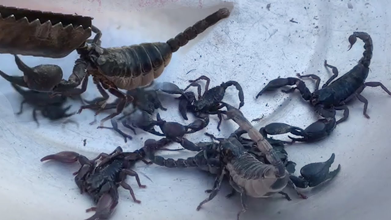 Today I caught a scorpion. Have you ever seen one?