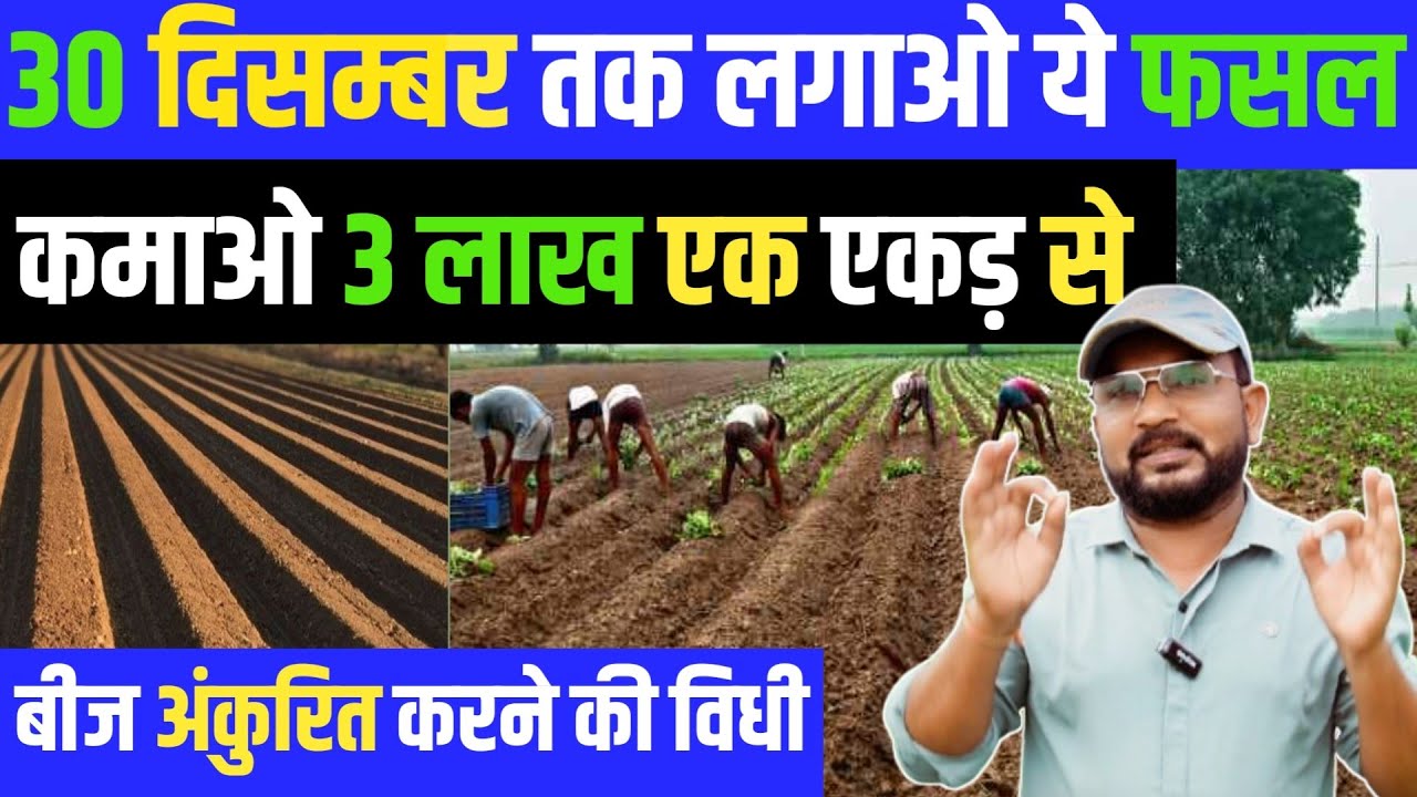 30 दिसम्बर तक लगाओ ये फसल कमाओ 3 लाख  एक एकड़ से || Bhindi Ki kheti 