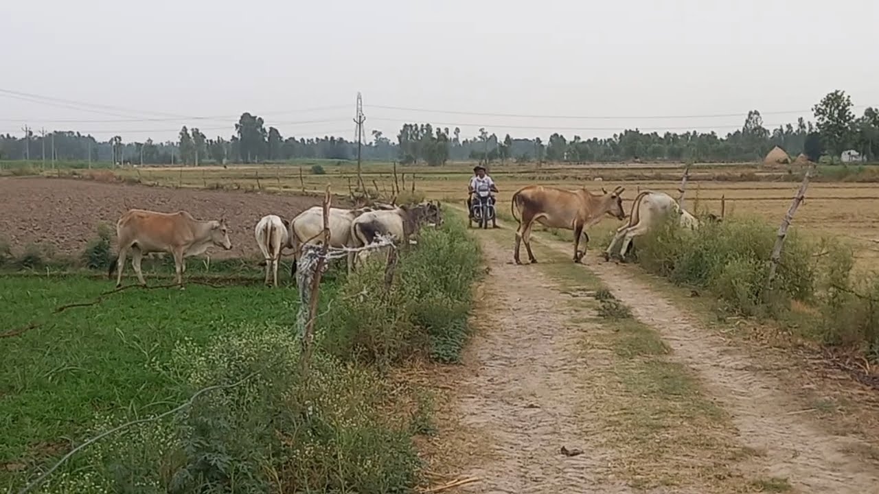 बहुत बड़ा नुकसान!