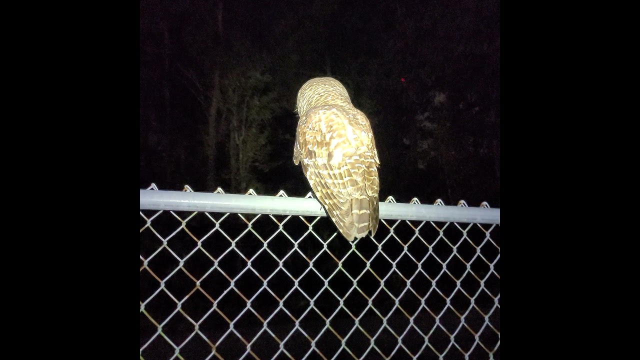 Sneaking up on a Barred Owl!