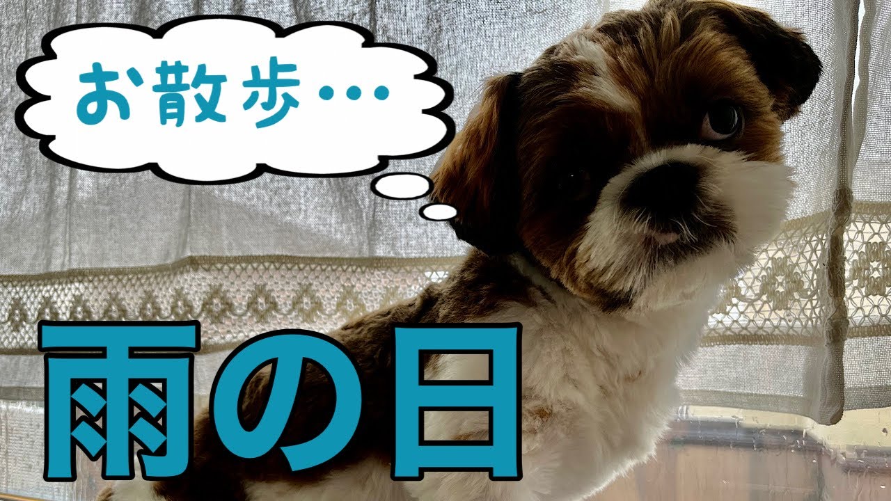 【シーズー犬】雨の日の散歩