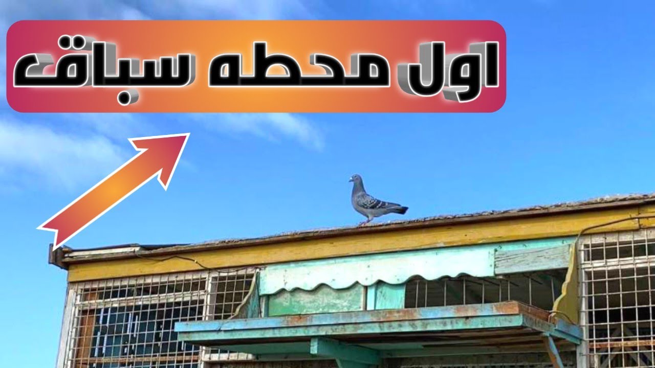 استقبال الحمام الزاجل من اول محطه سباق