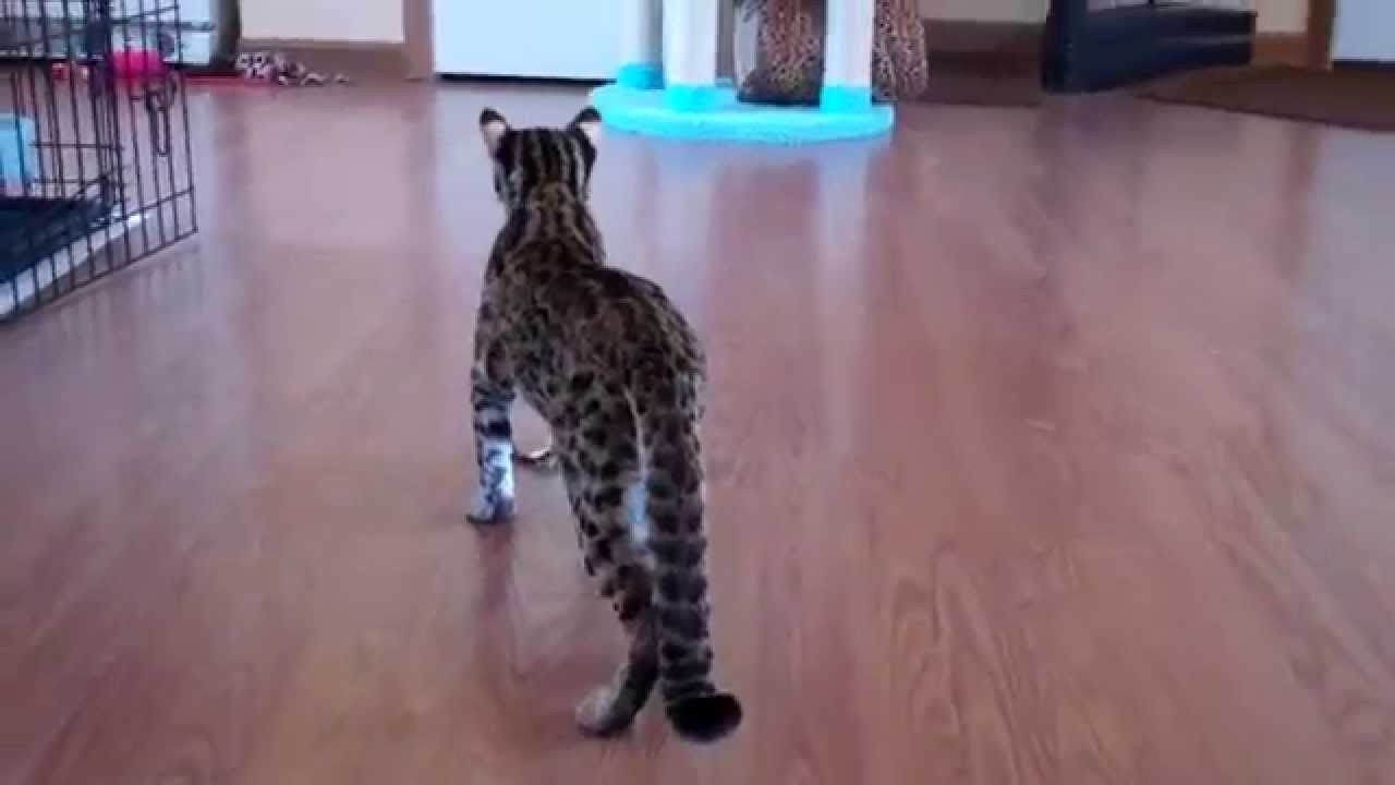 Zuko my Asian Leopard Cat.