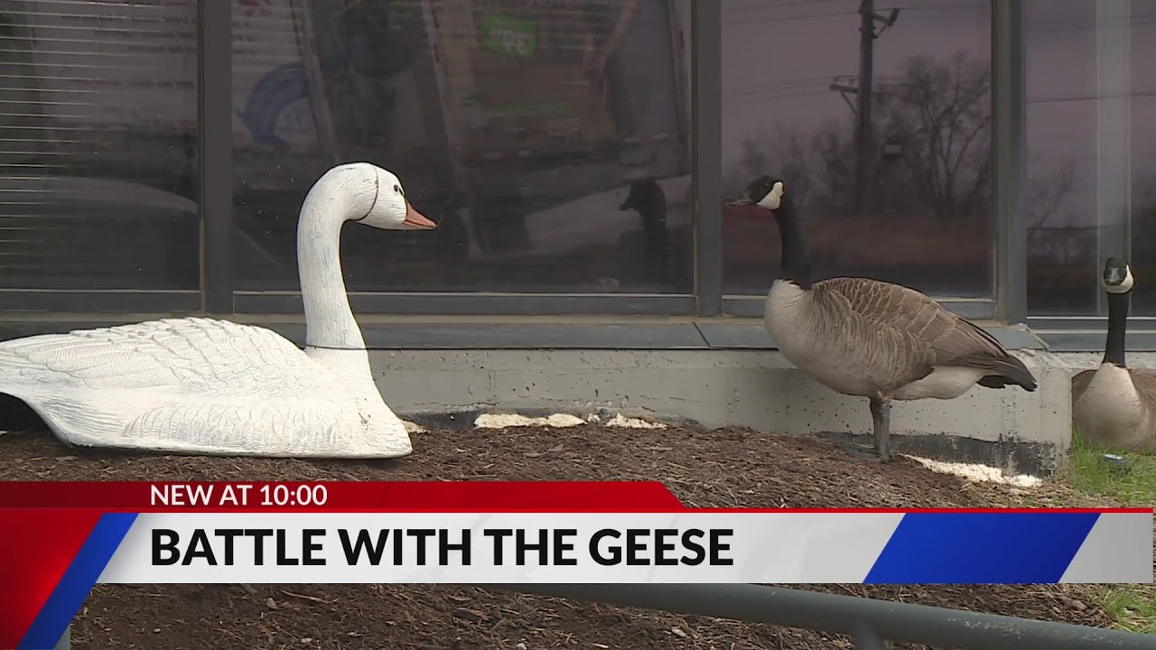 Geese dilemma in St. Louis County after nest destroyed