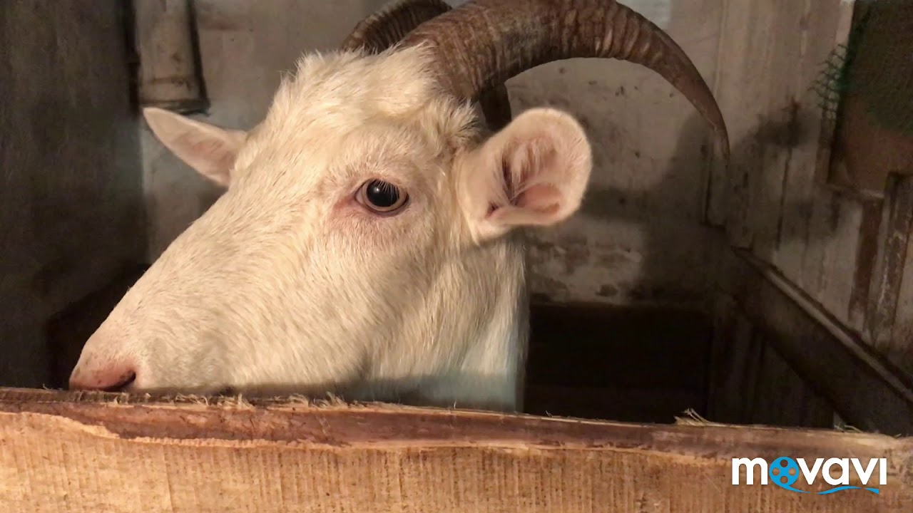 Зимнее содержание коз