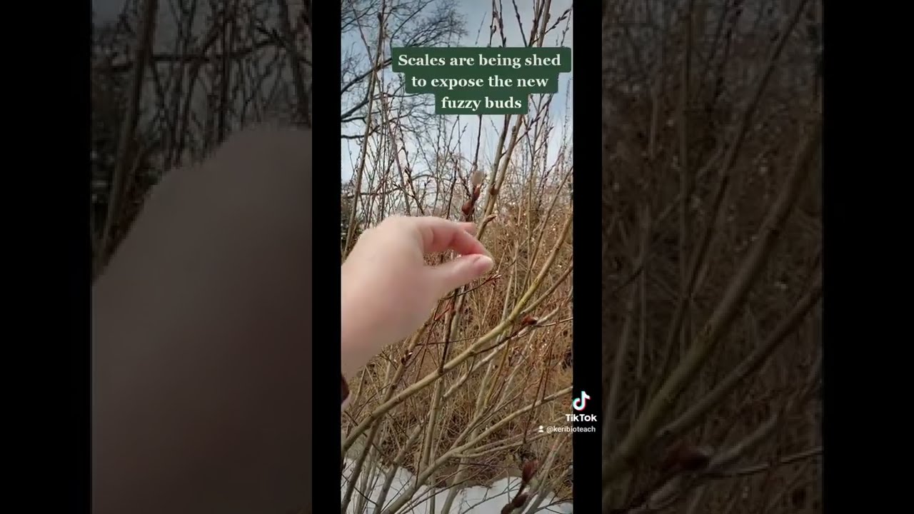 TikTok Biology: Bud Scale Shedding