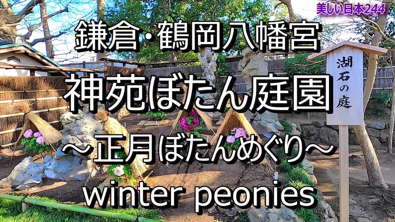 鎌倉・鶴岡八幡宮 正月ぼたん Winter peonies at Tsurugaoka Hachimangu Shrine in Kamakura
