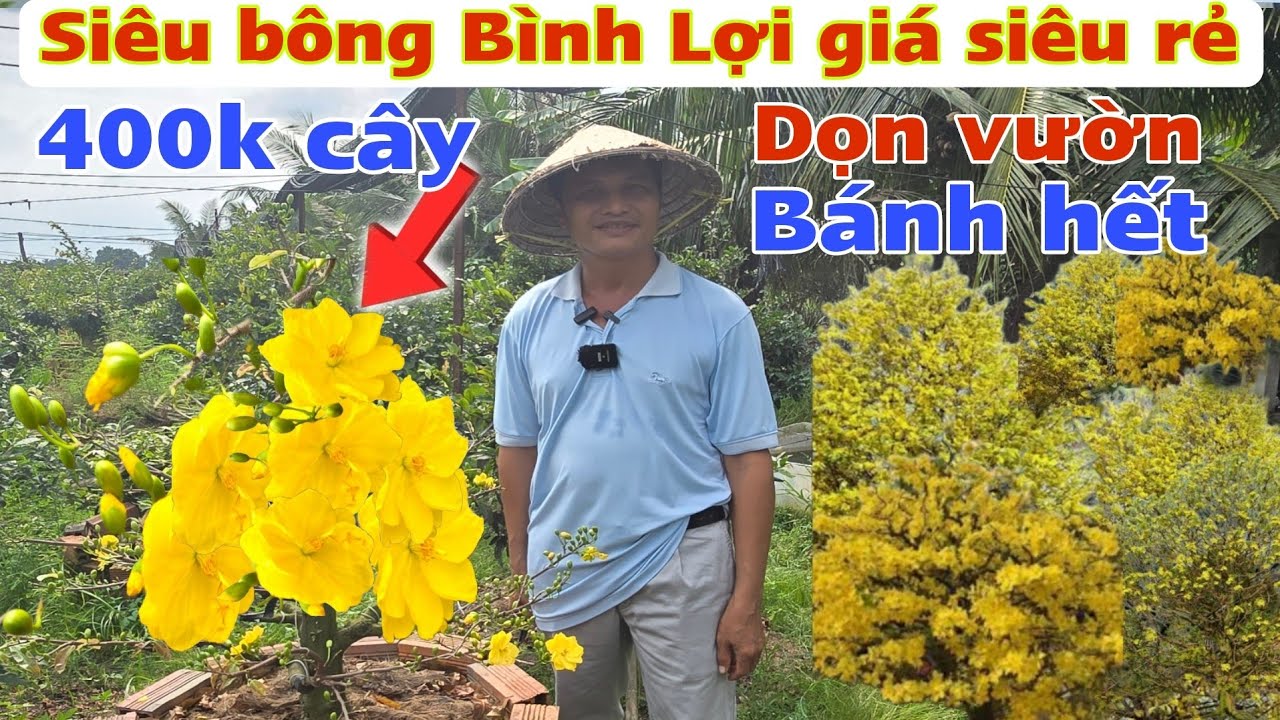 Siêu Bông Bình Lợi giá rẻ sình nhà vườn Thành Công nói ra điều này