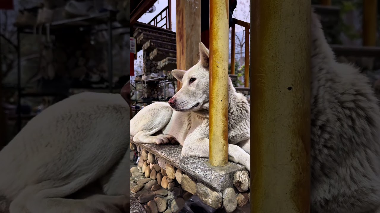 Cute dog relaxing on staircase in Vietnam 🇻🇳