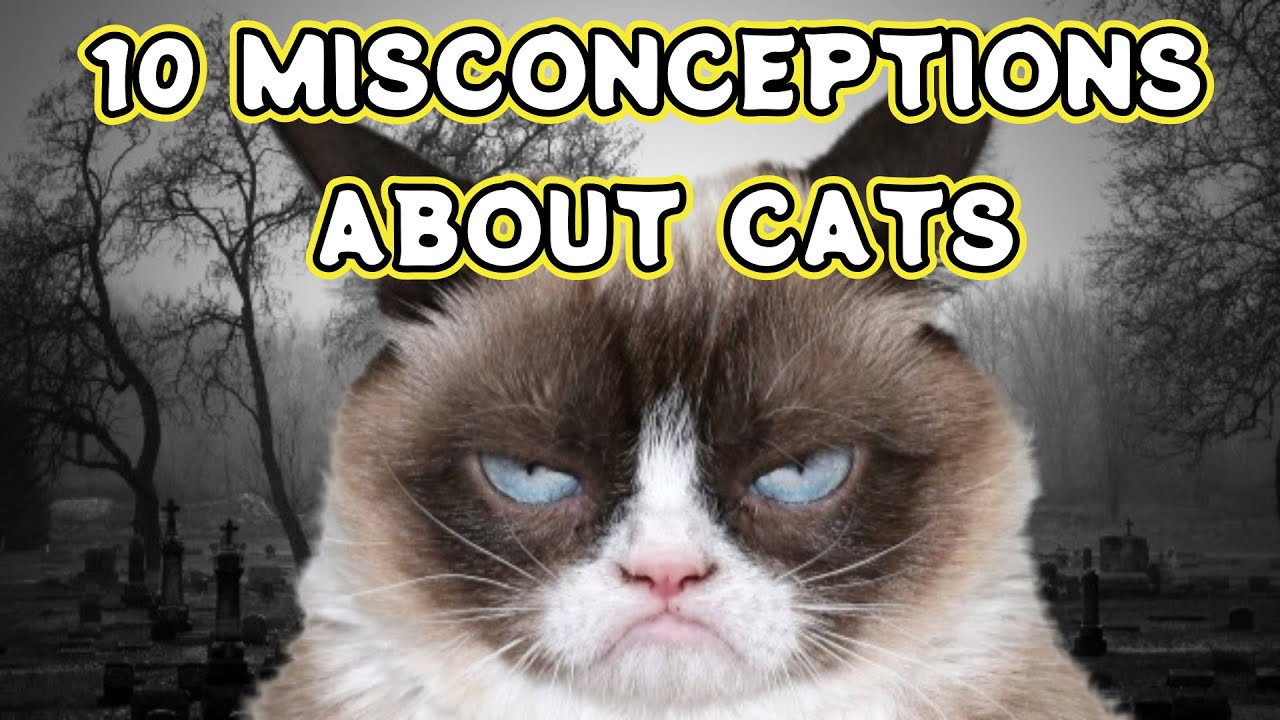 TOP 10 CAT MYTHS AND MISCONCEPTIONS