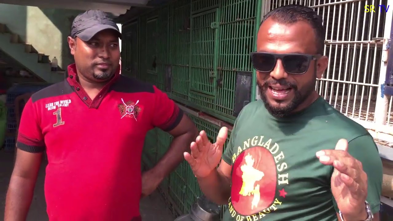বাংলাদেশের সবচেয়ে বড় কবুতরের লফ্ট হাজি মিলন ভাইয়ের