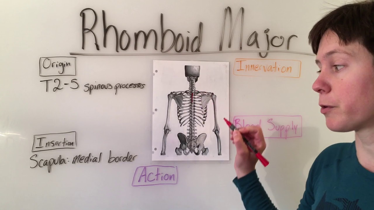 Rhomboid Major & Rhomboid Minor Muscles Anatomy