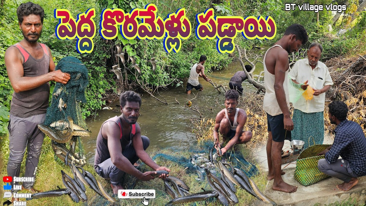 పెద్ద కోరమేళ్లు పడ్డాయి #village #fishing #cooking #fishhunting #bt dryfish #koramenu #food #dryfish