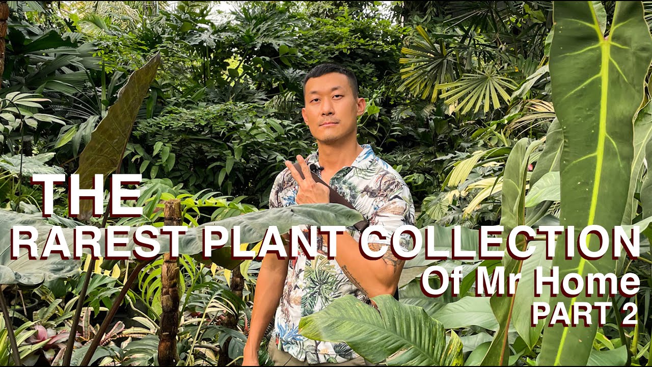 Huge And Diverse Rare Plant Collection of Home (Sappasiri) in Bangkok, Thailand - Part 2