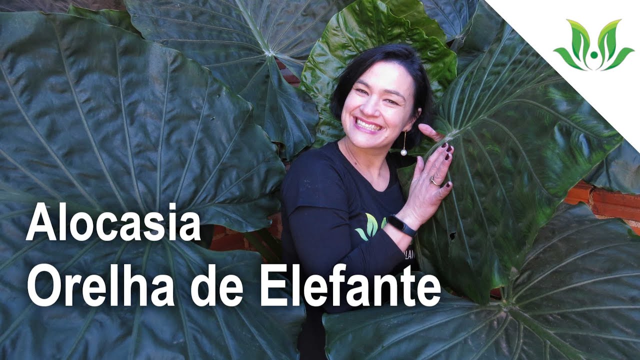 Alocasia Orelha de Elefante